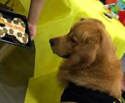 El perro Coloso recibió el pastel con su nombre y galletas para celebrar su cumpleaños. Foto: Twitter de Coloso