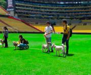 Las mascotas rescatadas de la calle practicaron en el estadio. Foto: Twitter de Barcelona SC